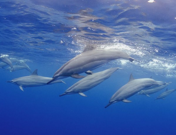 6. Spinner dolphins by Joseph Tepper
