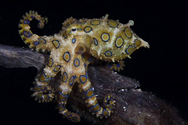 9. The greater blue-ringed octopus by Marcello DiFrancesco