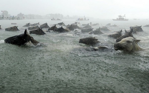 Chincoteague ponies swim across Assateague Channel during a heavy downpour in the 88th annual Chincoteague pony crossing in the state of Virginia, USA
