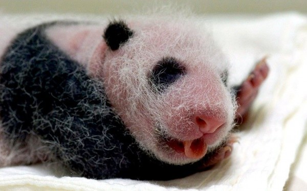 A newborn panda cub welcomes the Prince of Cambridge at the Zoo Taipei, Taiwan