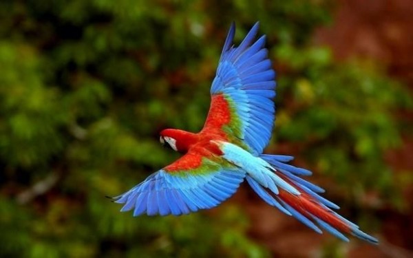 3. Parrot