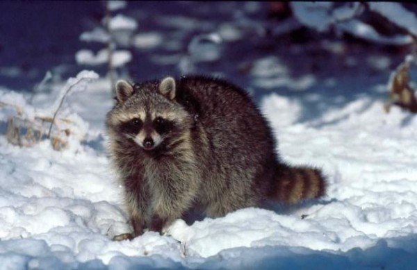 6. Raccoon
