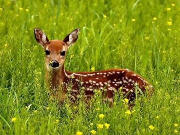 8. Deer
