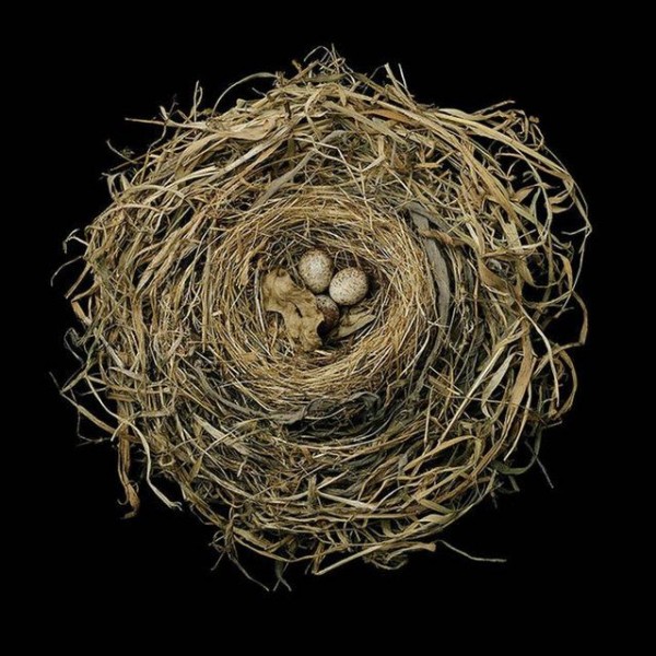 Photos of Birds' Nests 