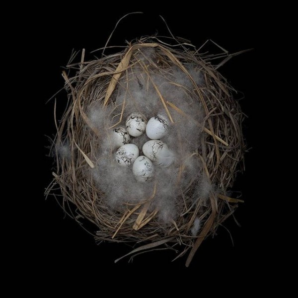 Amazing Bird Nests Pictures by Sharon Beals