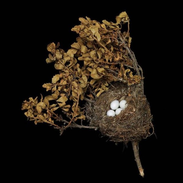 The Fragile Beauty of Birds' Nests by Sharon Beals
