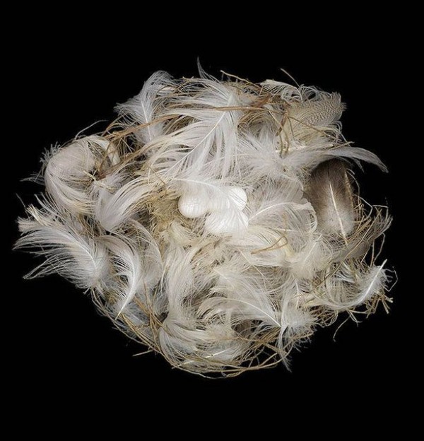 Amazing Bird Nests Pictures by Sharon Beals