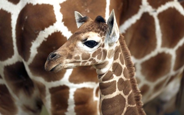 Giraffe calf, born at Como Zoo in St. Paul just a week ago.