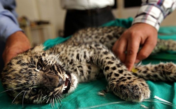 Leopard cub is being treated in Jammu, India
