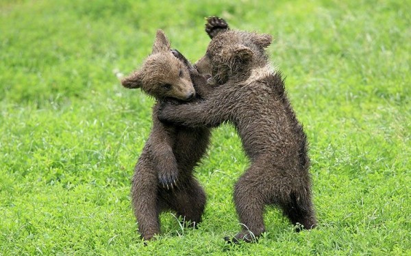 Brown bear cubs playfully fighting in the park Tripsdrill, Germany