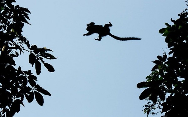 Wild monkey is jumping between trees in Rio de Janeiro, Brazil