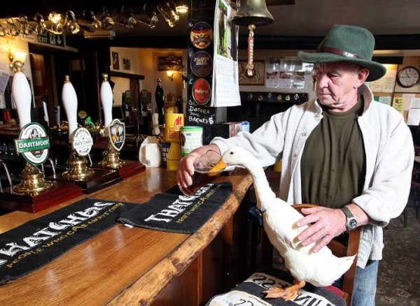 Duck Star and her owner Barry Hyman with a pint of ale at The Old Courthouse Inn in Chulmleigh, North Devon