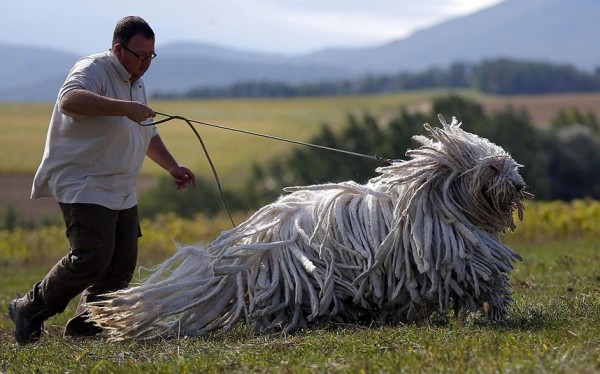 Kennel owner Gabor Korozs walks one of his Komondors