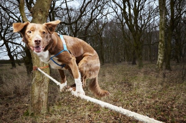 zzy Named Fastest Tightrope Walking Dog In Guinness Book Of World Records 2014