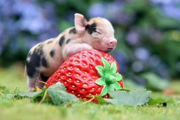 Look I’m Sleeping on a Strawberry