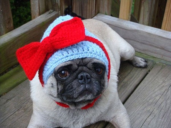 One Sad Pug Pickles in Adorable Hats