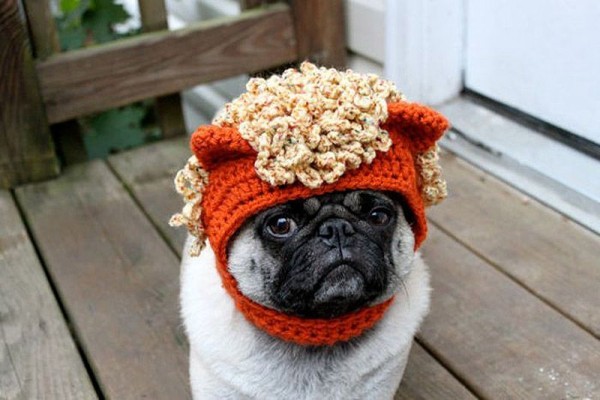 Pug in Knitted Hats