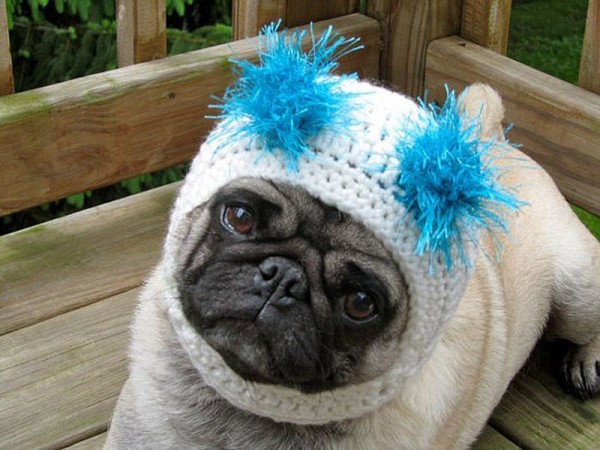 One Sad Pug Pickles in Adorable Hats