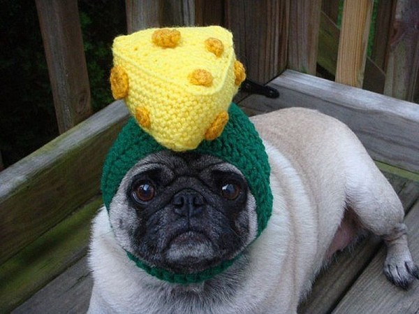 Pug in Knitted Hats
