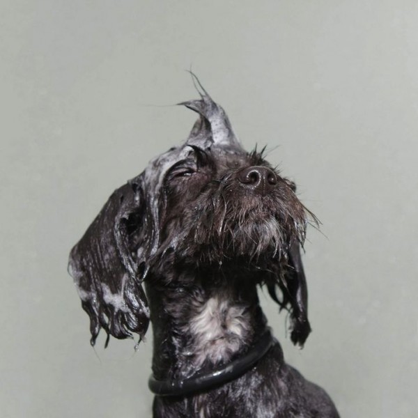 Excellent Wet Dogs Photography by Sophie Gamand