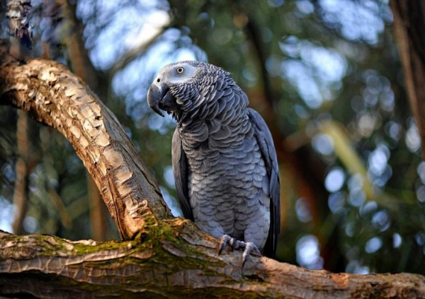 African Grey Parrot Jaco - The Most Intelligent Bird of World