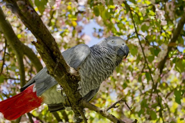 Gray African Parrot is The Most Talkative Bird 
