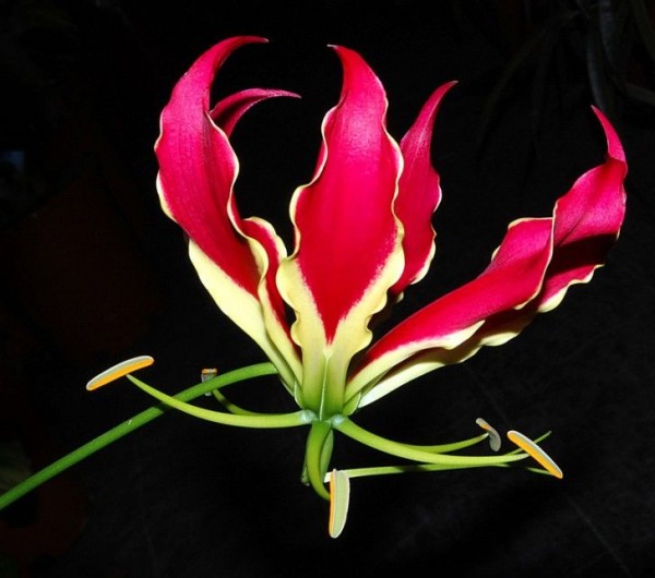 7. Gloriosa ($6 – $10 per flower)