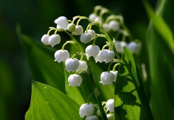 9. Lily of the Valley ($15 – $50 per bundle)