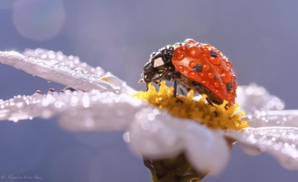 Enchanting Macro Photography: Raindrops and Ladybugs by Alejandro Ferrer Ruiz