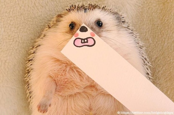 New internet celebrity Hedgehog Marutaro