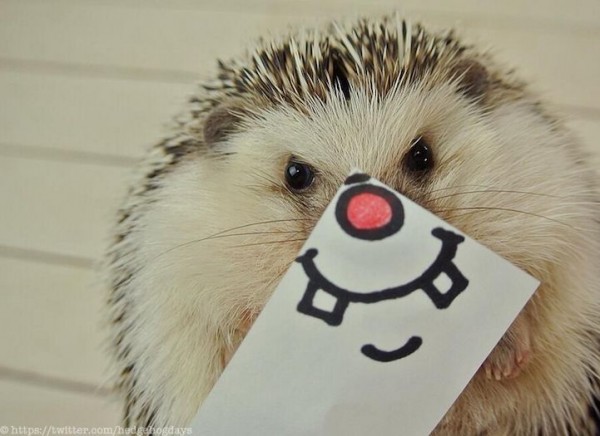Adorable Hedgehog Hilariously Disguised with Illustrated Masks