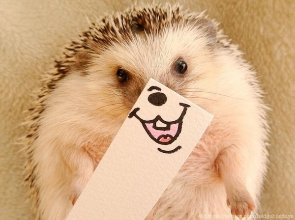 Adorable Hedgehog Hilariously Disguised with Illustrated Masks