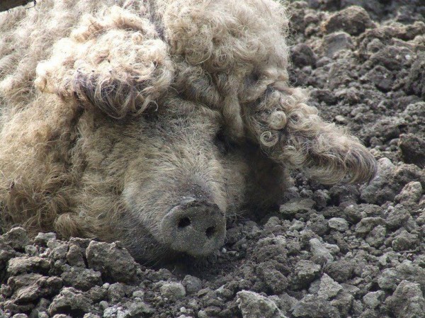 Mangalica - Pig in Sheep's Clothing 