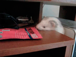 They’re real serious about snack-time.