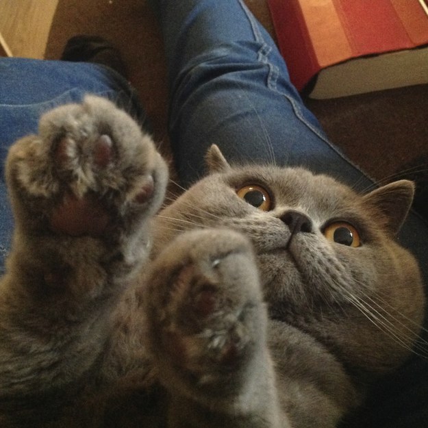 With This kitty who is trying to joke but can’t help but be adorable 08-With This kitty who is trying to joke but can’t help but be adorable