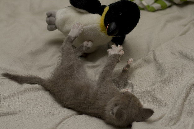 11-With This kitten and her penguin