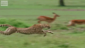 Cheetah-Runs-In-Slow-Motion.gif