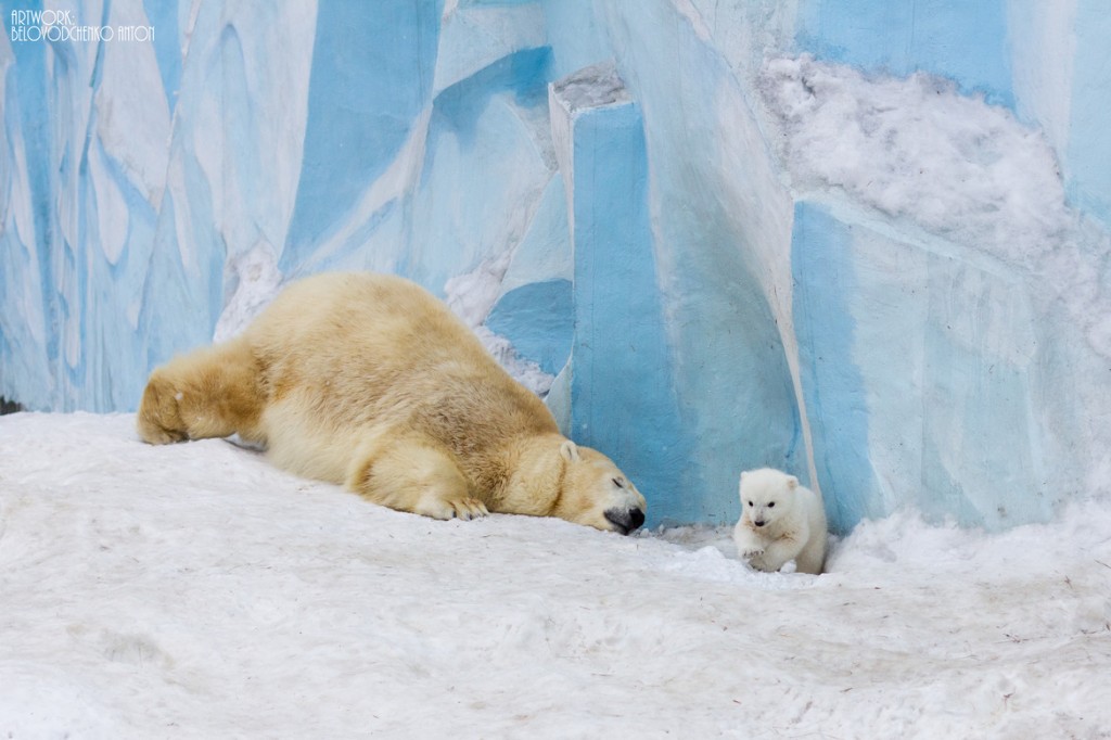 Now citizens and guests of Novosibirsk have an opportunity to watch this lovely creature.