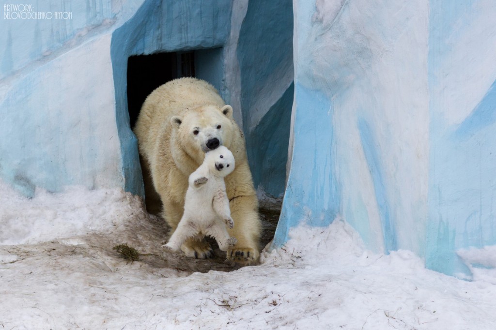 The cub has grown a bit older and its mother lets it out from the den into the fresh air for the first time.