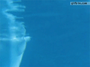 Dolphin creates bubble rings