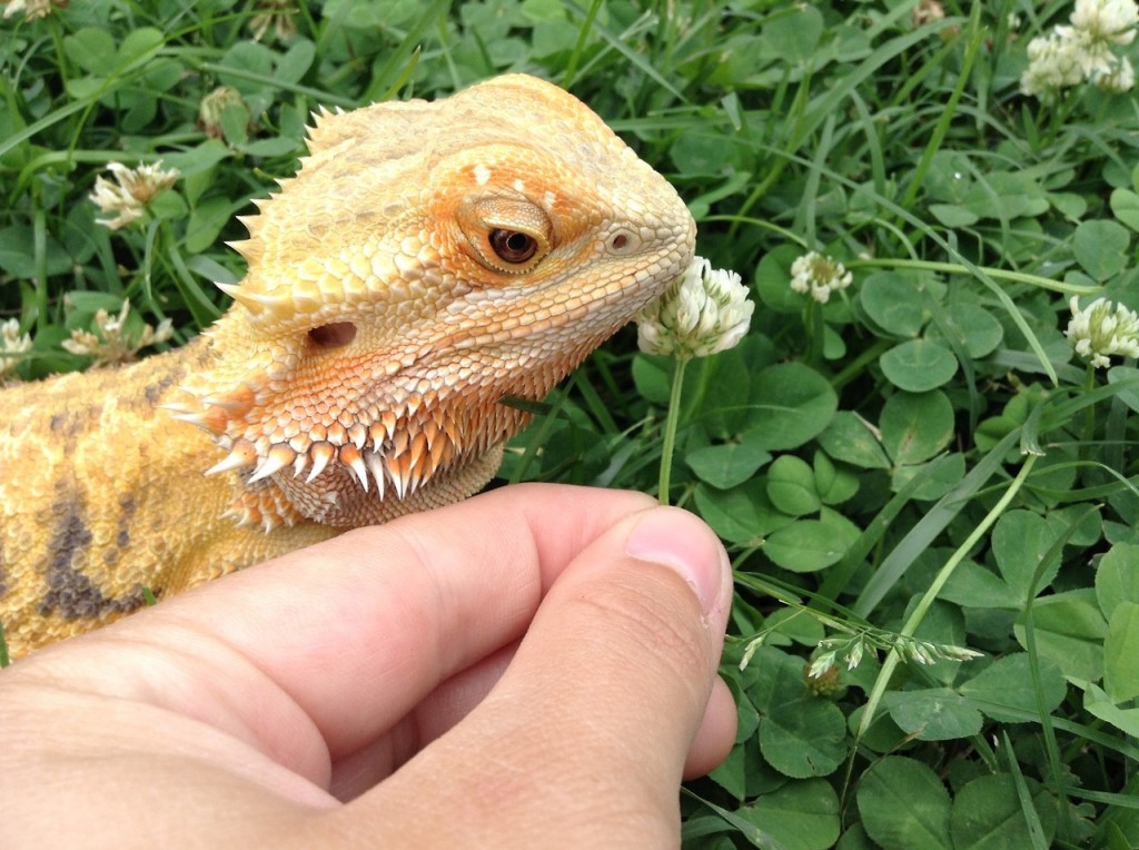 A Bearded Dragon