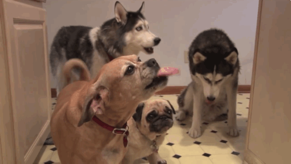Dogs-Eating-Peanut-butter-12.gif