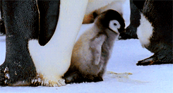 The time this baby penguin rejoiced