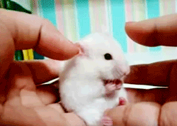 This Mouse Reaction