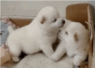 This Puppies Love Moment