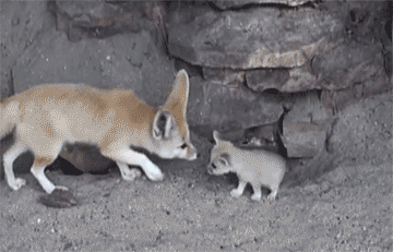 When A Fennec Fox Kisses Her Cub