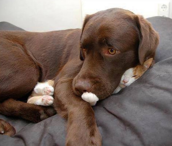 Dogs Lying On Cats-06