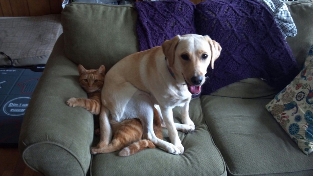 Dogs Lying On Cats-14
