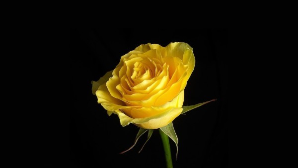 beautiful pictures of roses