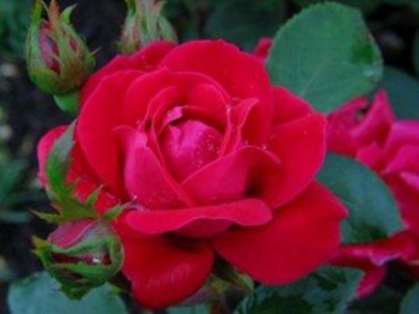 double knockout roses